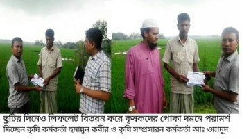 নকলায় আমন ক্ষেতে পাতা মোড়ানো পোকা ও বিএলবি রোগ ঃছুটির দিনেও মাঠে কৃষি কর্মকর্তারা