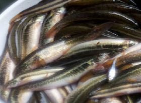 ট্যাংরার পর গুতুম মাছের কৃত্রিম প্রজনন ও রেনুপোনা উৎপাদনের প্রযুক্তি উদ্ভাবনে সফলতা