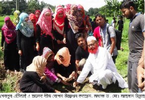 তালের বীজ রোপন