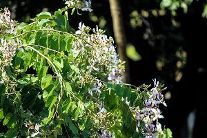 দেবকাঞ্চনঃ হেমন্তের চমৎকার ফুল