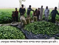 শস্য ভান্ডার খ্যাত শেরপুরের নকলা উপজেলায় শশার বাম্পার ফলন