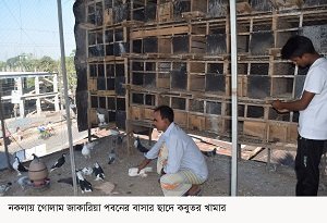 শখের বসে বাসার ছাদে কবুতর খামার