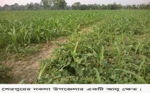  আলু চাষীরা চিন্তিত