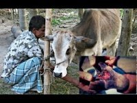 গরু মহিষ ও ছাগল এর নানা রোগব্যাধি ও তার সুব্যবস্থাপনা পর্ব-১