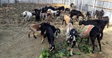 গরু মহিষ ও ছাগল এর ব্যাকটেরিয়াজনিত রোগ ব্যবস্থাপনা পর্ব-২