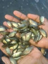 দেশী কৈ মাছের পোনা উৎপাদন ও চাষ ব্যবস্থাপনা