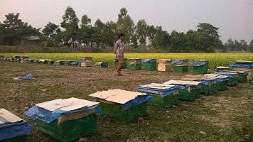 মৌমাছি পালনে লাভ বেশি : বাংলার জলবায়ু  মৌ চাষের উপযোগী