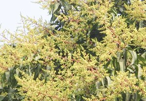 আমের ভাল ফলন নিশ্চিত করতে এ সময়ে যা অবশ্য করণীয়