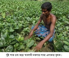 নাম মাত্র শ্রমে ও কম উৎপাদন খরচে পুঁইশাক চাষ করে আর্থিক ভাবে লাভবান হচ্ছেন নকলার কৃষকরা