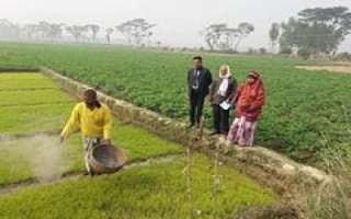 আধুনিক কৃষি উৎপাদনে জৈব পদ্ধতিতে বালাই দমনে ছাইয়ের ব্যবহার