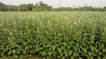 বিনা উদ্ভাবিত তিলের নতুন জাতঃ বিনাতিল-৪ এর চাষাবাদ পদ্ধতি