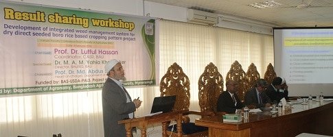 শুকনা পদ্ধতিতে বোরো ধান চাষ দেশে পানির অপচয় রোধ করবে