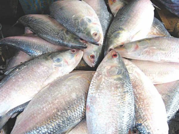 বাংলাদেশের জাতীয় অর্থনীতিতে রূপালী ইলিশ মাছের অবদান এক শতাংশ