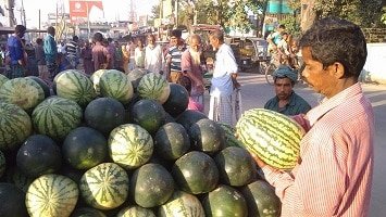 বরিশালের তরমুজে আয়ের পথ