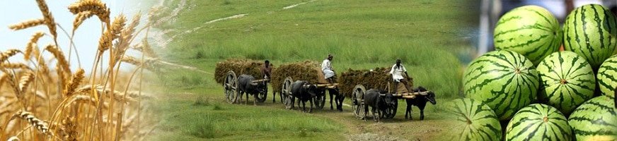 এ সময়ের কৃষিঃ বৃষ্টি নির্ভর উফশী আউশ ধানের বীজ বপনের এখনই সময়