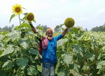 সিরাজগঞ্জ সদরের চরাঞ্চলে সূর্যমুখীর আবাদ বাড়ায় নতুন স্বপ্ন দেখছে কৃষকেরা