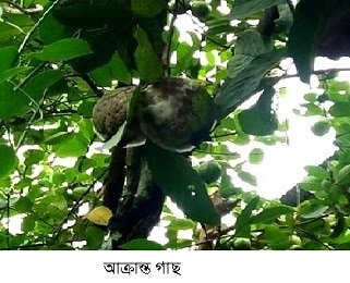 পেয়ারার নতুন রোগ সনাক্ত