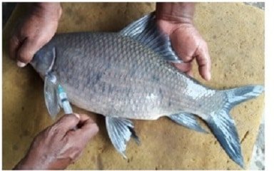 কালিবাউস মাছের কৃত্রিম প্রজনন ও পোনা উৎপাদন-২য় পর্ব