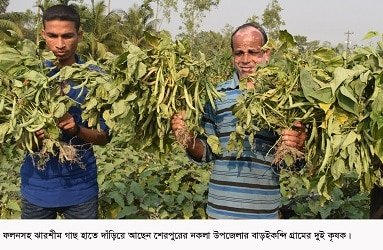 ঝারশিম চাষে লাভ বেশি : নামে মাত্র শ্রম আর কম উৎপাদন খরচ
