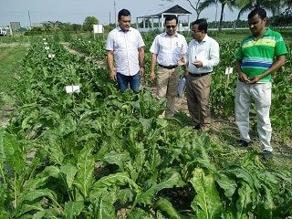 সুগার বিটের প্রর্দশনী প্লট