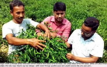 বগুড়ায় হাইব্রীড সনিক মরিচ চাষে কৃষকদের মাঝে ব্যাপক সাড়া ফেলেছে