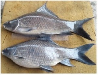 কালিবাউস মাছের কৃত্রিম প্রজনন ও নার্সারি ব্যবস্থাপনা-শেষ পর্ব