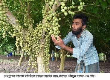 প্রকৃতিজন্মা লটকন ফল বাণিজ্যিক ভাবে চাষে লাখপতি হচ্ছেন চাষীরা