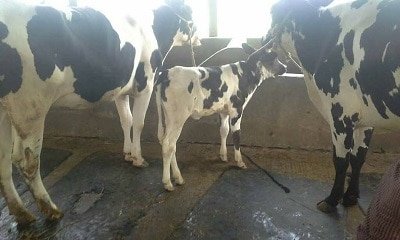 আদর্শ গরুর খামার করার গল্পঃ ধৈর্য ও দীর্ঘমেয়াদী পরিকল্পনায় আসে সফলতা