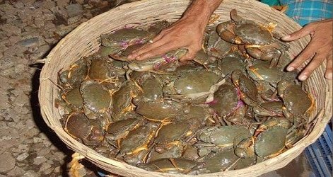 কাঁকড়া শিল্পে দেখা দিচ্ছে নতুন সম্ভাবনা