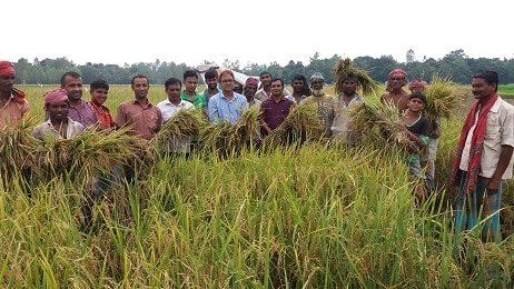 সিরাজগঞ্জ সদরে আউশ ধান কাটা শুরু ,ফলনে খুশি কৃষকরা