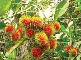 বাংলাদেশে রামবুটান ফল চাষের আধুনিক পদ্ধতি ও সম্প্রসারণ