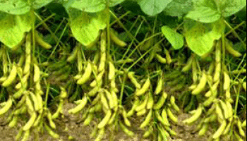 গ্রীষ্মকালীন সয়াবিনের নানা জাত ও চাষাবাদের কলা কৌশল পদ্ধতি