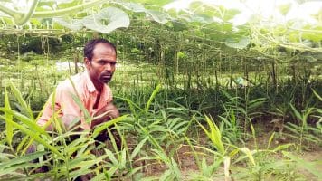 সাথী ফসল হিসেবে লাউ ও আদা চাষে চাষীদের আগ্রহ বাড়ছে