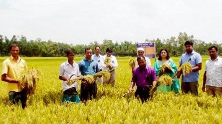 আউশ ধানের জাত বিনা-১৯