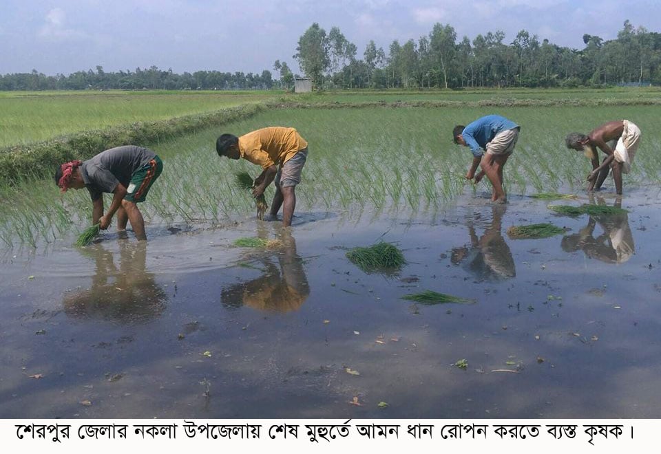 আমন ধানের ক্ষেতে ব্যস্ত সময় কাটাচ্ছেন নকলার কৃষকরা