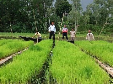 সিরাজগঞ্জ সদরে ধানের ভাসমান বীজতলা, কৃষকের মাঝে ব্যাপক সাড়া