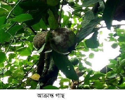 পেয়ারার নতুন রোগ সনাক্ত করলেন পবিপ্রবির একদল গবেষক