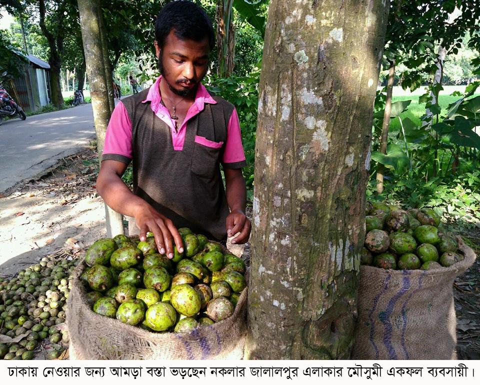 শেরপুরের নকলা উপজেলায় আমড়ার বাম্পার ফলন : চালান হয় ঢাকায়