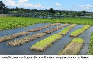 ভাসমান বীজতলা ও শাকসবজি চাষে ঝুঁকিকম ও লাভজনক