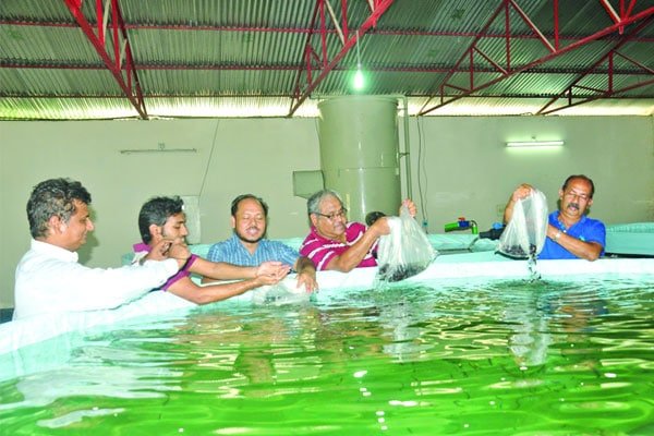 আরএএস পদ্ধতিতে ঘরের ভেতর মাছ চাষ : ৩০ গুণ বেশি উৎপাদন
