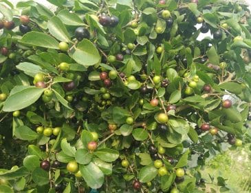 হারিয়ে যাচ্ছে সুস্বাদু বঁইচি ফল : সংরক্ষণ করা খুব জরুরী