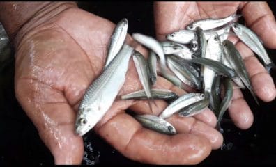 বিলুপ্ত মাছের পোনা ও জাত