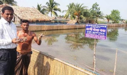  বিদেশী বাজারে কাকড়ার দাম বেশি হওয়ায়  কাকড়া চাষে ঝুঁকছে চাষীরা