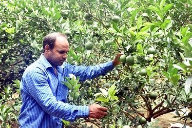 মুজিবনগর উপজেলার মোনাখালি গ্রামের ইসমাইলের ‘মাল্টাস্বপ্ন’