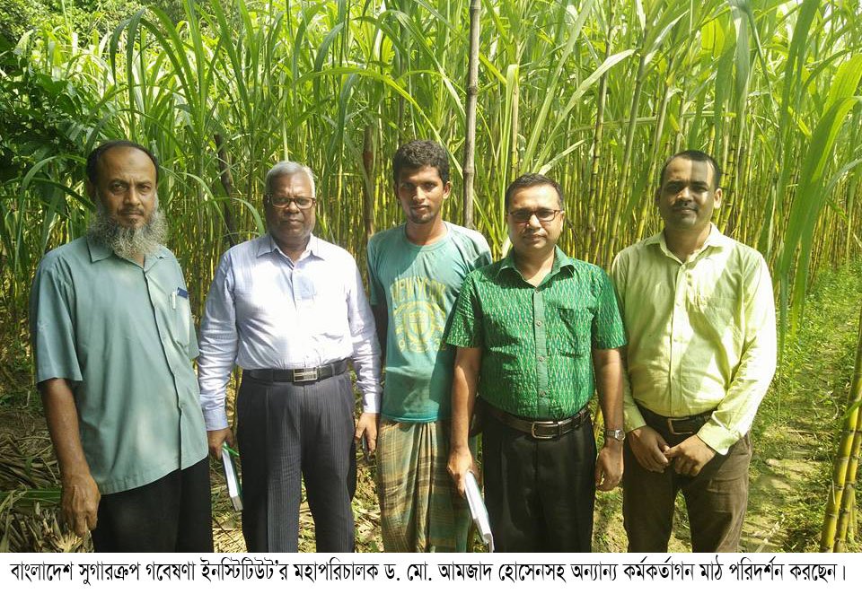 আখ চাষে কৃষকের আগ্রহ বাড়ছে