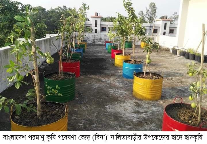 নকলা নালিতাবাড়ীতে ছাদকৃষিতে আশার আলো দেখছেন সংশ্লিষ্টরা