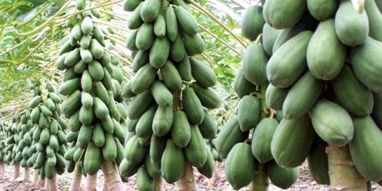 পেঁপে চাষে ভাগ্য বদল হচ্ছে দক্ষিণ-পশ্চিমাঞ্চলে কৃষকেদের