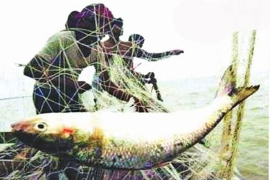 ইলিশ সংরক্ষণে সুন্দরবনে লক্ষাধিক জেলেরা ২০ কেজি চাল ক্ষতিপূরণ পাচ্ছে না