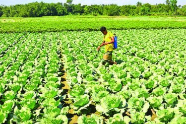 বাগেরহাটে ৩শ কোটি টাকার শীতের সবজি উৎপাদনের টার্গেট