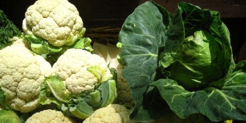 ফুলকপি ও বাধাকপির রোগবালাই